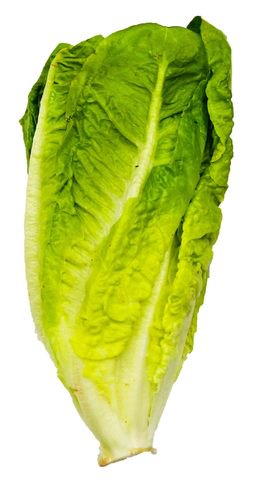 The Living Farm Lettuce Romaine 200g
