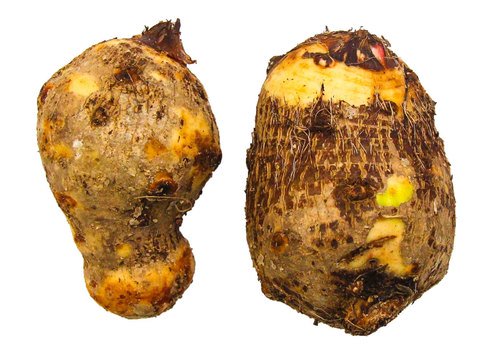 The Living Farm Gabi Native 300g