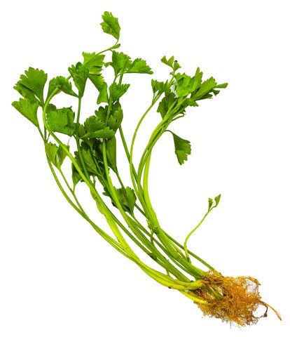 The Living Farm Kinchay 20g